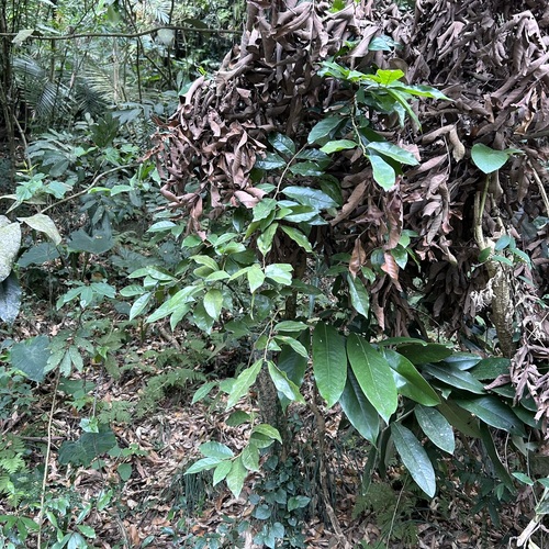 Foto de Bacuri-sororoca