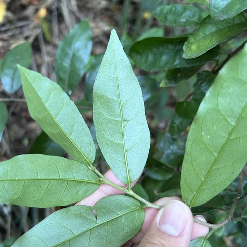 Foto de Bacuri-sororoca