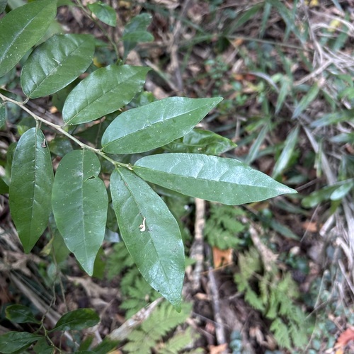 Foto de Bacuri-sororoca