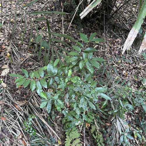 Foto de Bacuri-sororoca