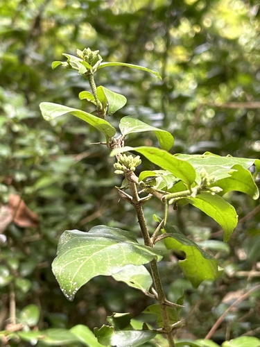Oxyceros sinensis iNat (3)