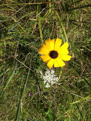 Rudbeckia hirta pulcherrima