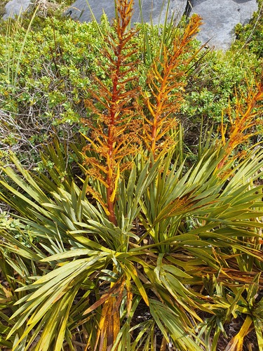 Fierce Spaniard (Aciphylla ferox)