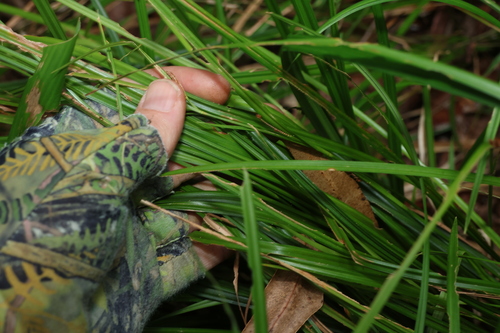 Image of Carex maculata by (c) Greg Tasney, some rights reserved (CC BY-SA)