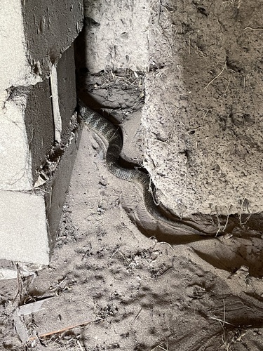 Tiger Snake sighting