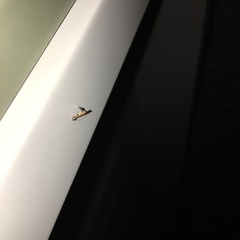 Caloptilia bimaculatella