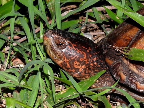 Red-cheeked Mud Turtle
