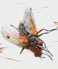 Diptera