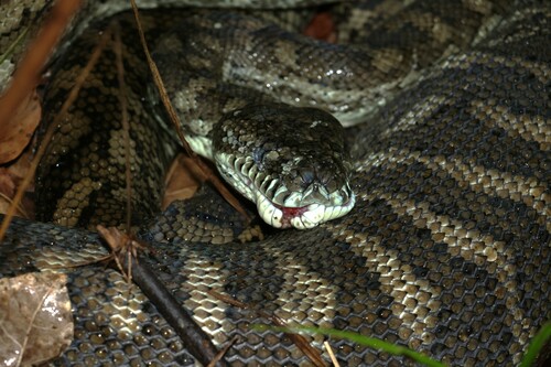 Coastal Carpet Python sighting