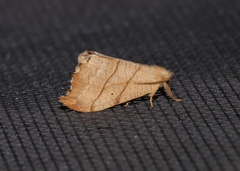 Drepana bilineata