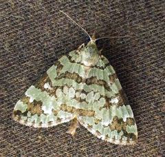 Hydriomena speciosata