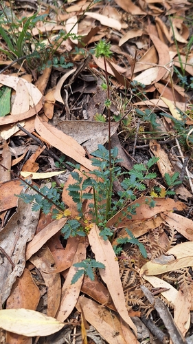 Image of Acaena echinata by no rights reserved