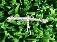 Anstenoptilia