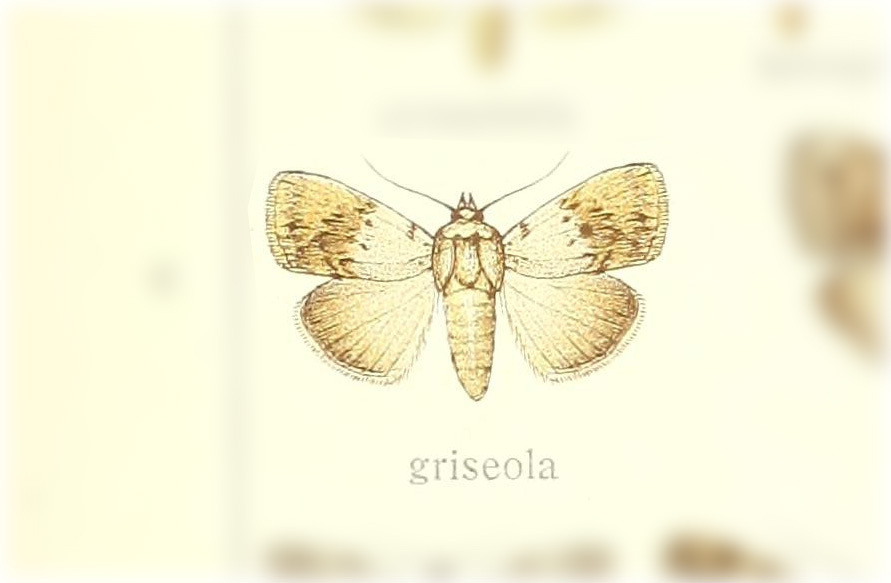 Barasa griseola