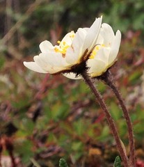 Dryas alaskensis