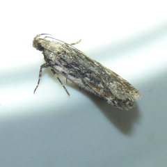 Filatima