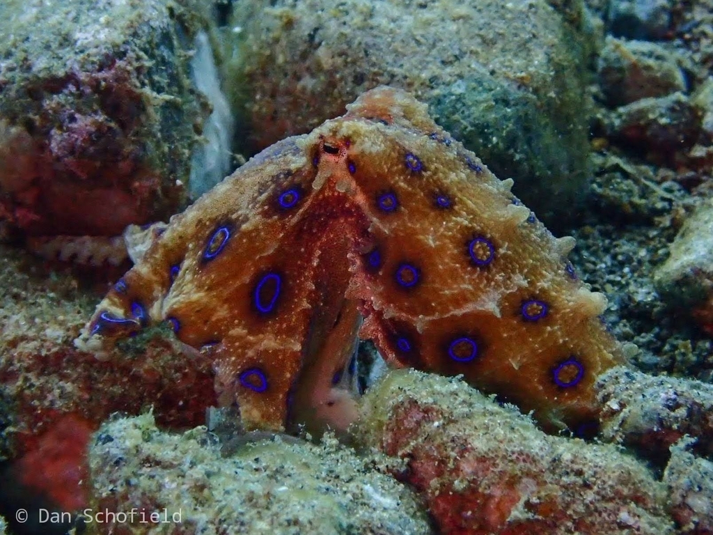Greater blue-ringed octopus