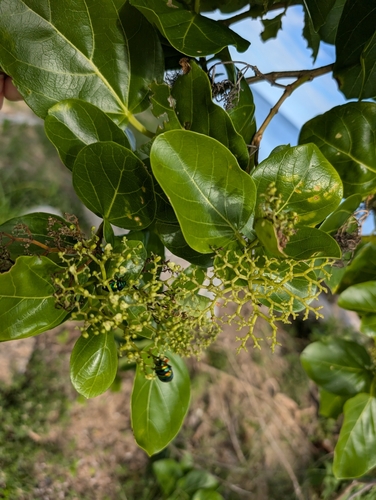 Foto de Azeitoninha