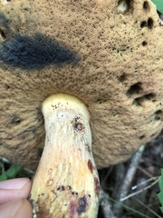 Boletus subluridellus