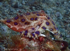 Hapalochlaena lunulata