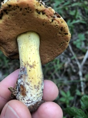 Boletus subluridellus