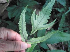 Tectaria subtriphylla