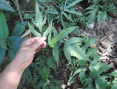 Tectaria subtriphylla