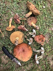 Boletus subluridellus