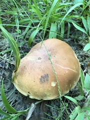 Boletus subluridellus