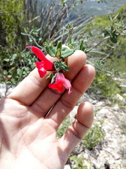Salvia oaxacana