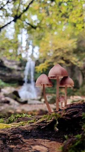 Bleeding Fairy Helmet