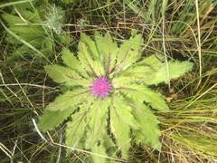 Cirsium scariosum congdonii