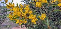 Acacia notabilis
