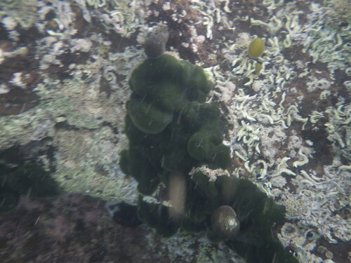 Image of Codium convolutum by (c) Jenny Saito, some rights reserved (CC BY)
