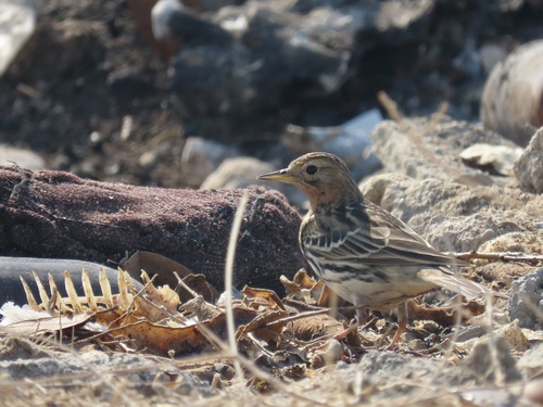 Red-throated Pipit