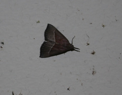 Hypena subcyanea