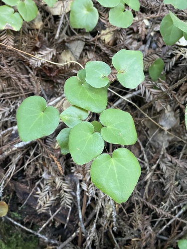 Foto de Vancouveria planipetala