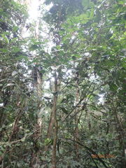 Calliandra trinervia