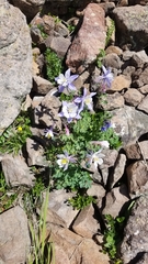 Aquilegia coerulea coerulea