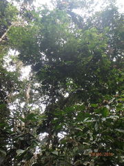 Calliandra trinervia