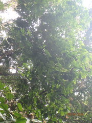 Calliandra trinervia