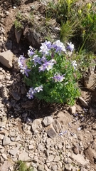Aquilegia coerulea coerulea