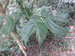 Calliandra trinervia