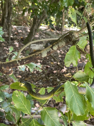 Common Tree Snake sighting