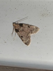 Aglossa