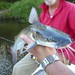 Blue Catfish - Photo (c) rstankiewicz, some rights reserved (CC BY-NC)