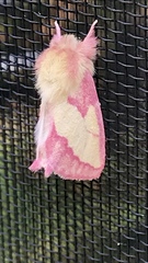 Hyparpax aurora