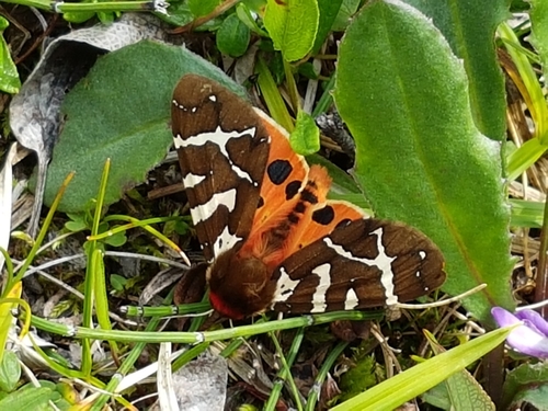 Opulent Tiger Moth
