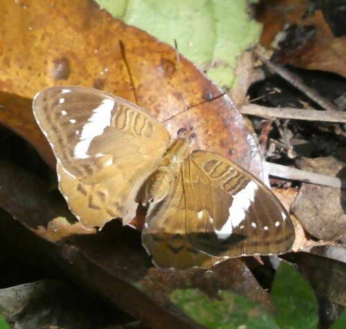 Dark Nymph