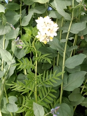 Polemonium foliosissimum
